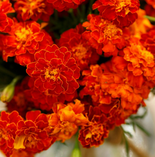 French Marigold Mix – NON-GMO – Free Shipping