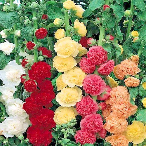 Summer Carnival Hollyhock Seeds – Mixed Colors | Tall Heirloom Alcea | Perennial
