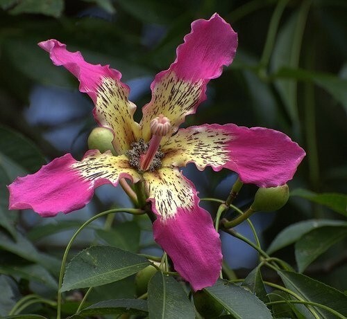 Ceiba Speciosa 10 Seeds, Hardy Pink Chorisia Kapok Silk Floss Garden Tree