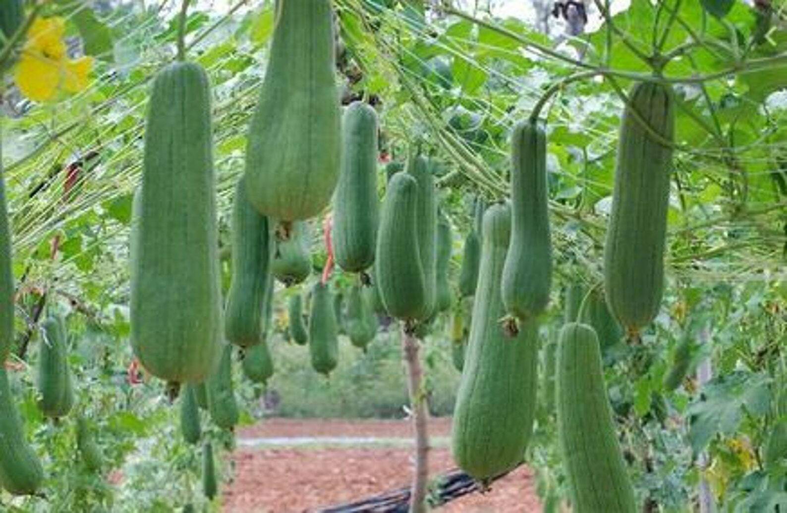 Luffa Smooth Sponge Gourd Seeds HEIRLOOM-NON-GMO, 20 Fresh Seeds for Your Garden