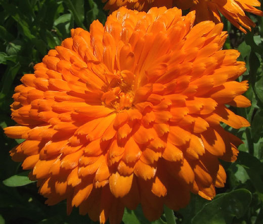 CALENDULA ORANGE KING Calendula Officinalis – 200 Bulk Seeds