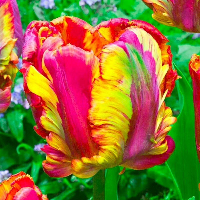 100 Parrot Tulip Seeds Heirloom Flower Plant (much less money than bulbs)