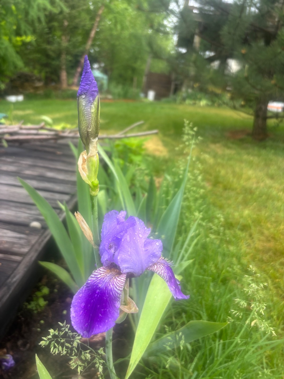 6 – Two – Tone Purple BEARDED IRIS Bulbs/Rhizomes FRESH – Perennial