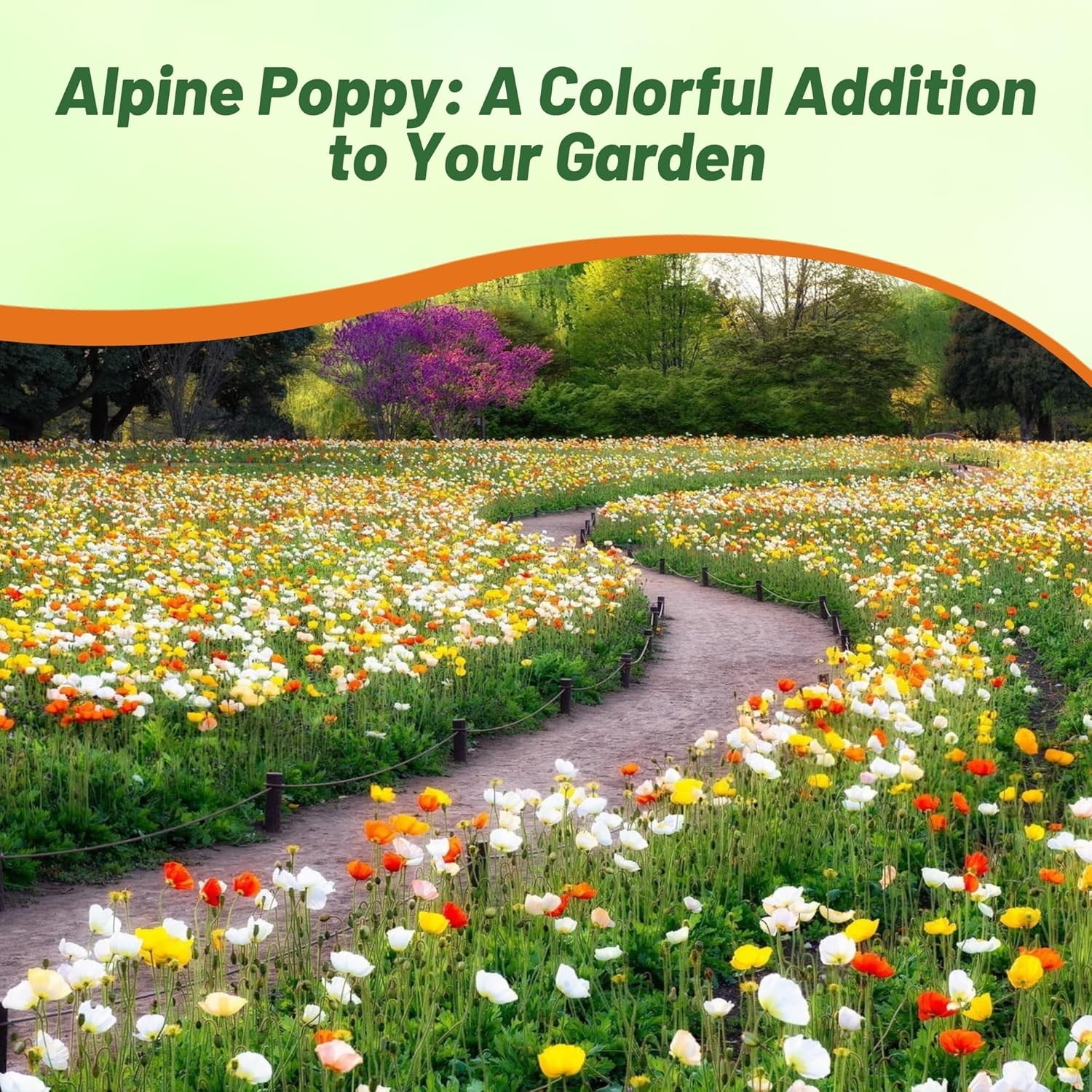 10000 Seeds Poppy Seeds – Alpine Poppy Flower Seed