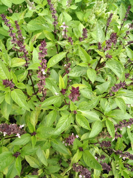 750 Sweet Thai Basil Seeds Ocimum basilicum for Thai Vietnam Asia Cuisine Pho Bo