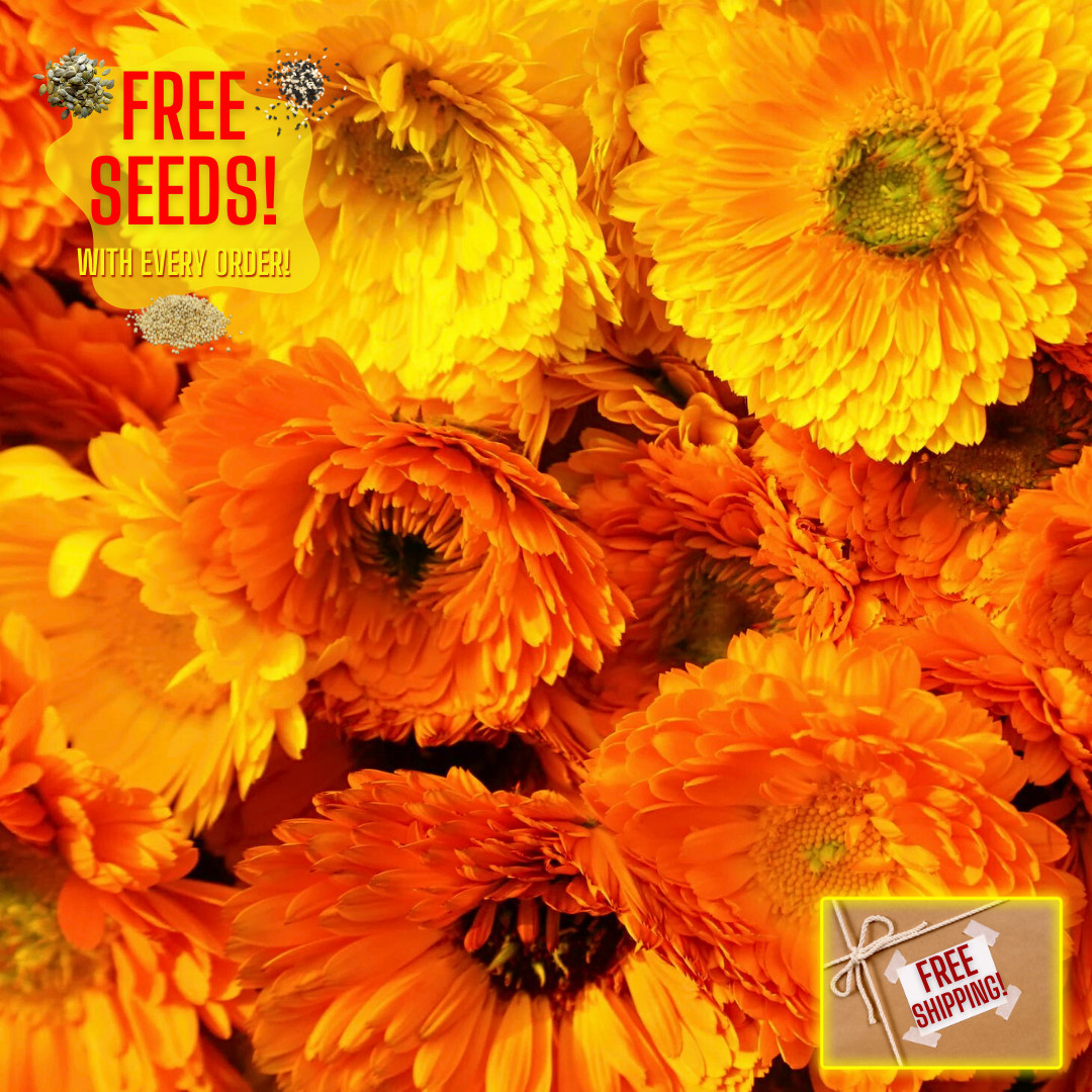 Fresh Premium Pacific Beauty Calendula Seeds | Heirloom Non-GMO | Flower Seeds