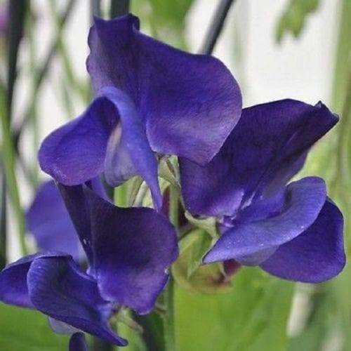 Royal Navy Blue Sweet Pea Seeds | 20 – 200 Seeds | Non-GMO | Free Shipping 1208