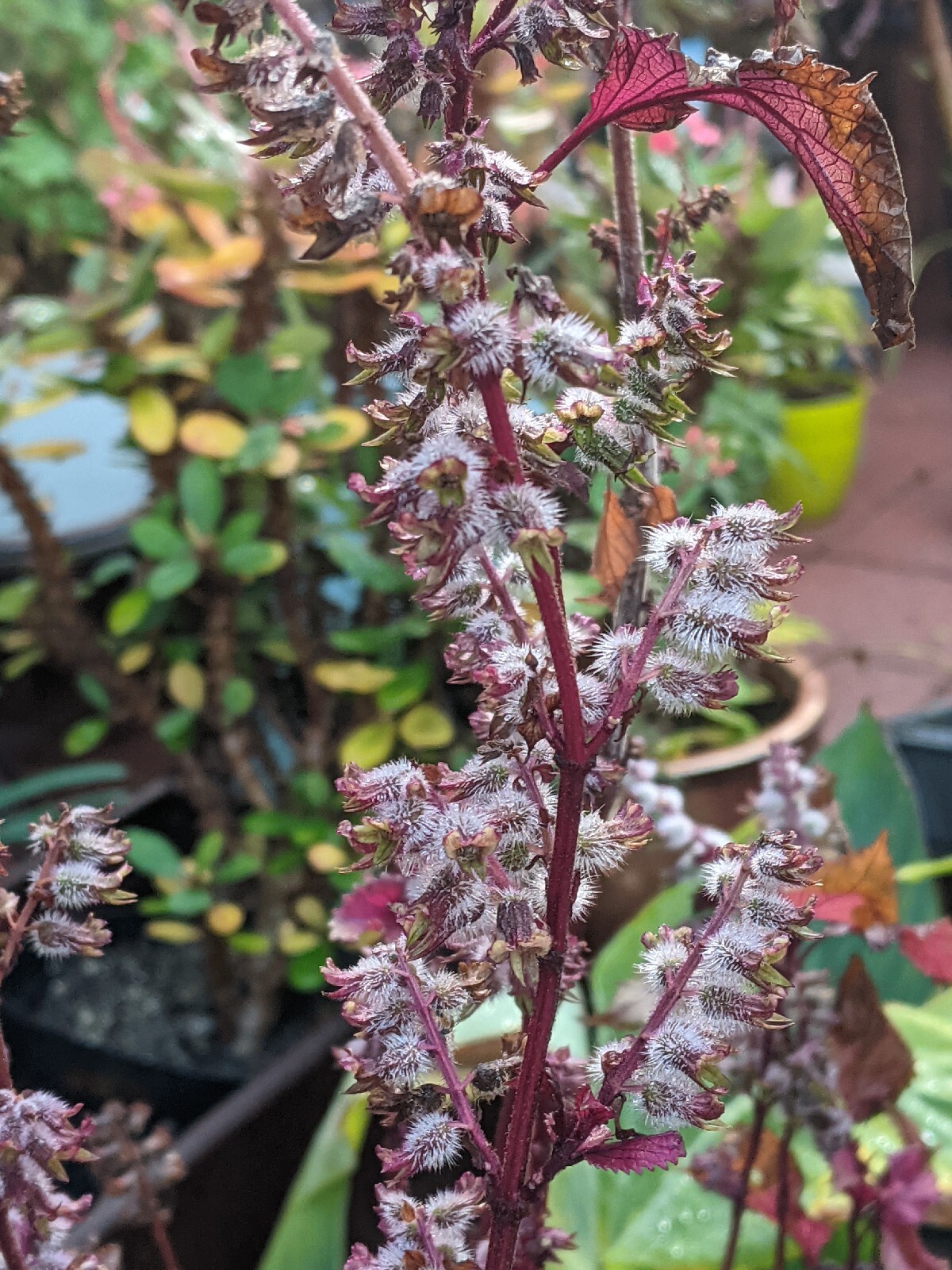 Purple Basil Perilla (100+ Seeds) Shiso Red Mint – 2023 Harvest Grown In The USA