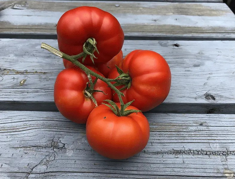 30+ Sub Arctic Plenty Tomato Seeds – Heirloom – Organic – NON GMO .. 45 -50 Days