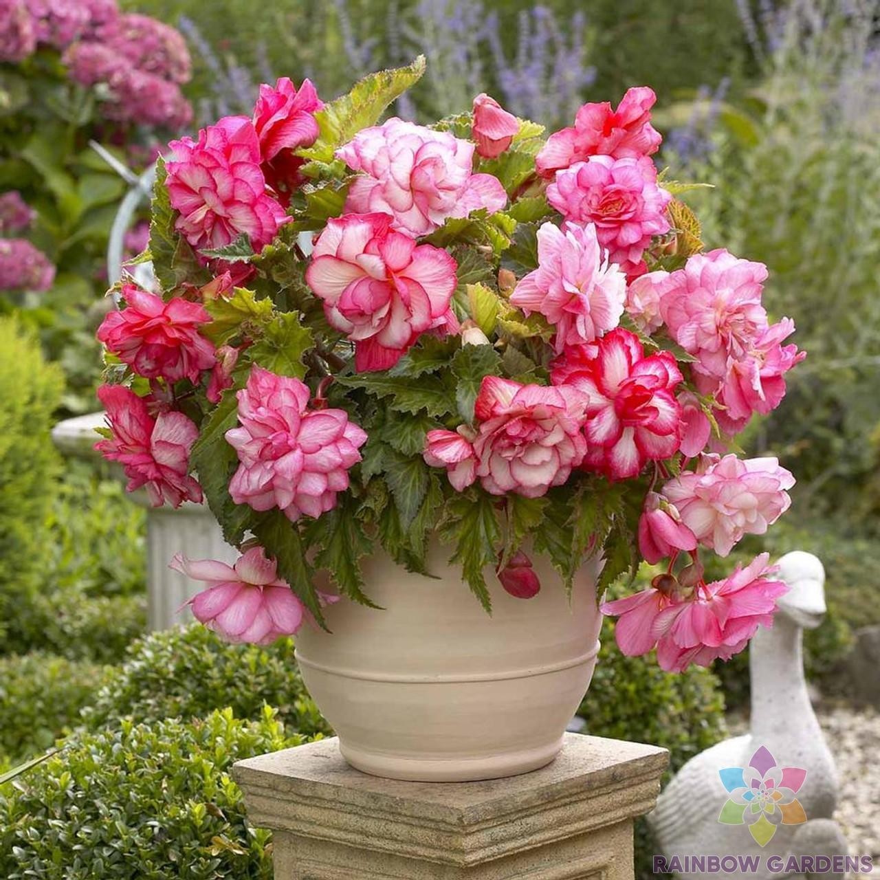 25+ Pink Tip Begonia Seeds for Garden Planting – USA – FREE SHIPPING!