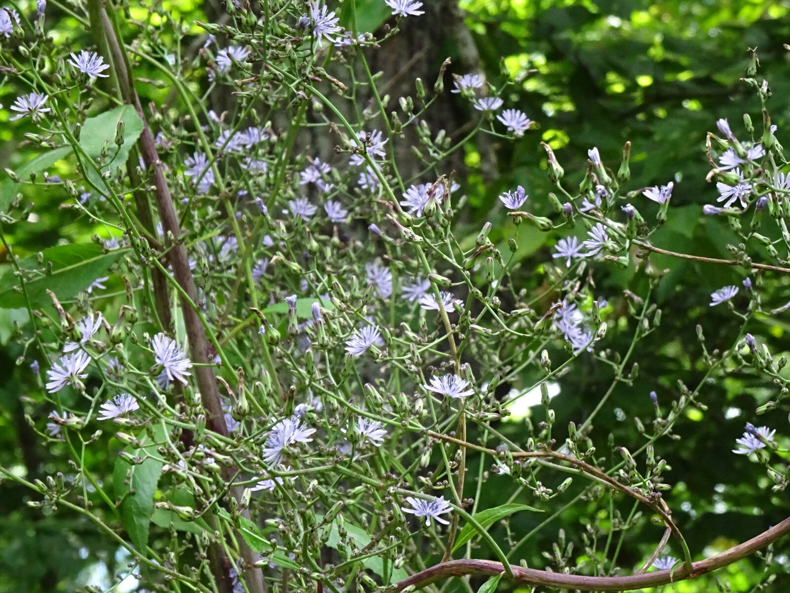 Woodland Lettice Lactuca floridana Native Wildflower 50 seeds from 2023 BEES