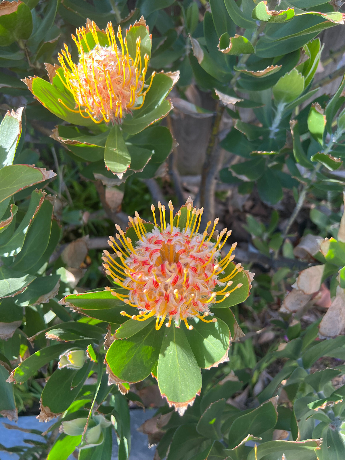 Red Yellow Ornamental Pincushion Protea, Leucospermum Veldfire-10 Seeds 2026-USA