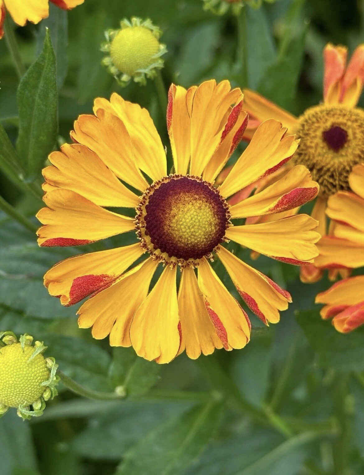 Helenium Autumnale, Large-Flowered Sneezeweed – 100 seeds 2024 – USA