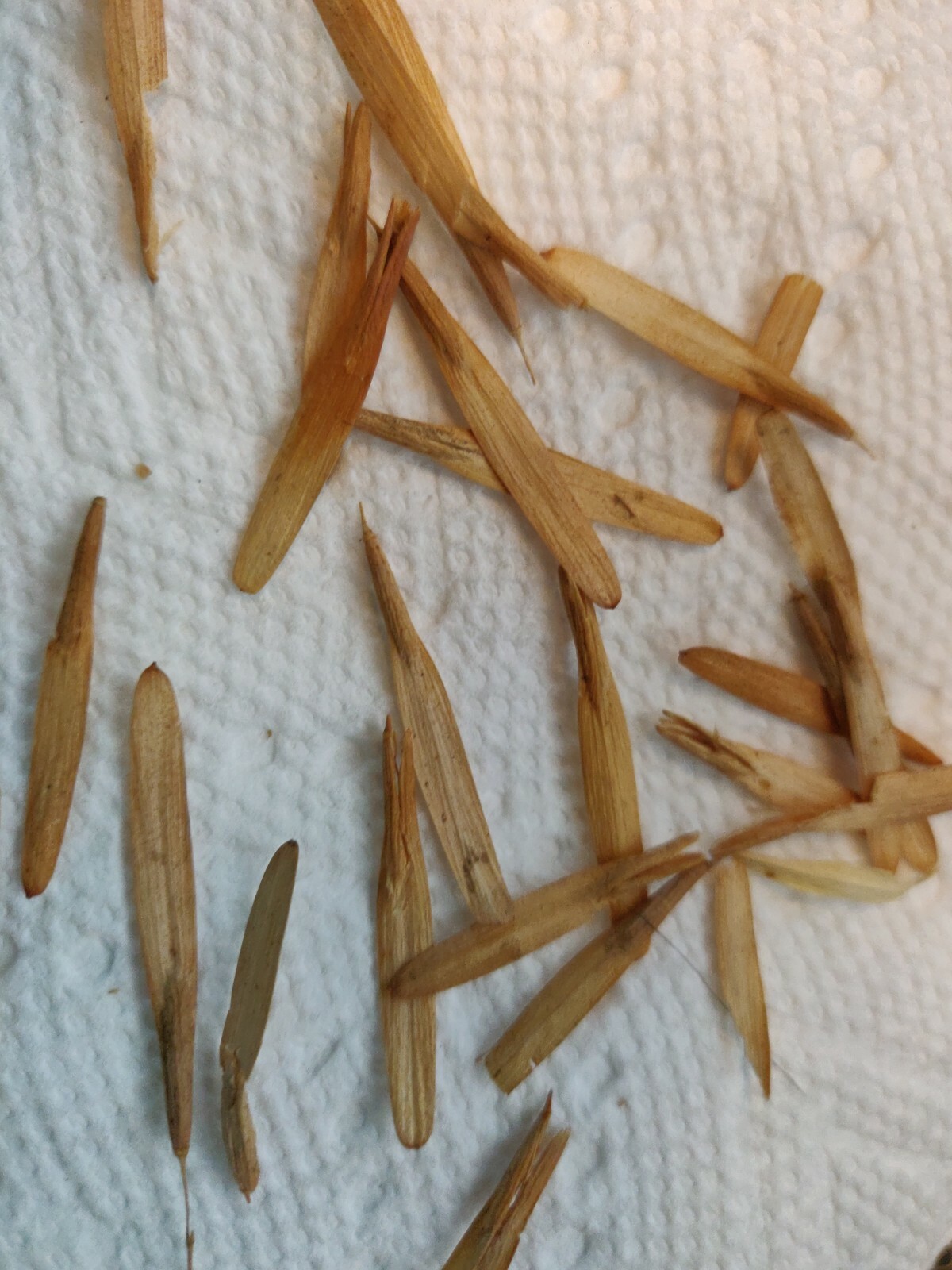 100 ASH TREE SEEDS FOR SHADE-SEMILLAS DE ARBOL DE FRESNO PARA SOMBRA Y MADERA
