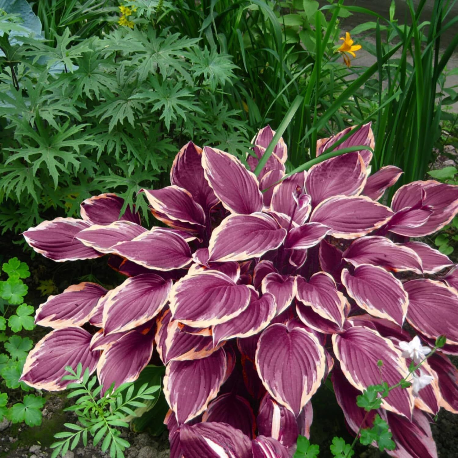 Mixed Hosta Seeds for Planting Purple Black Red Hosta Plant Seeds Perennial Home