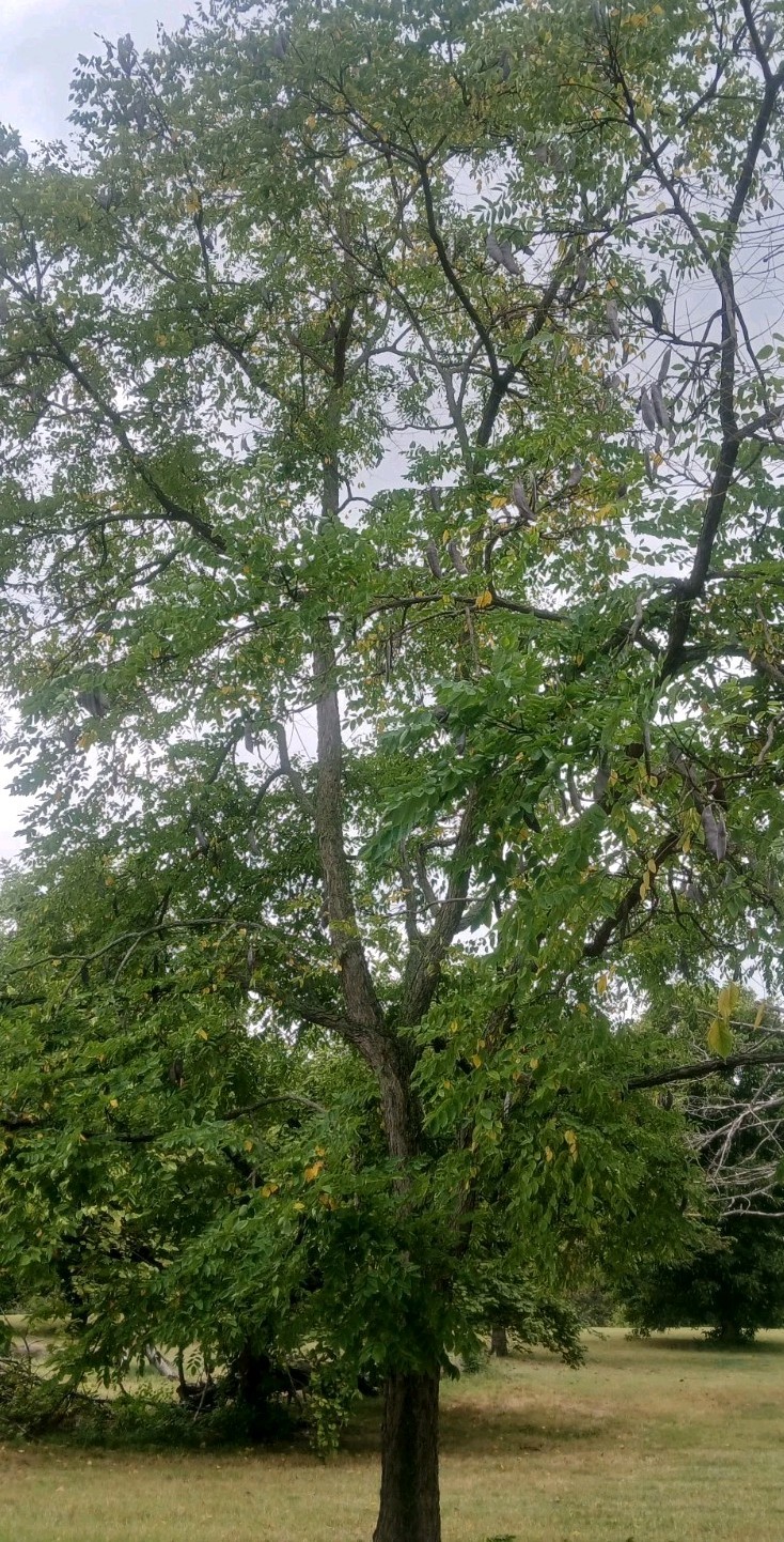 ☆200☆ Kentucky Coffee-Tree Seeds
