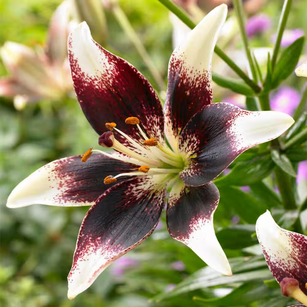 14 Cm/16 Cm, Netty’S Pride Asiatic Lily Flower Bulbs (Bag of 10)