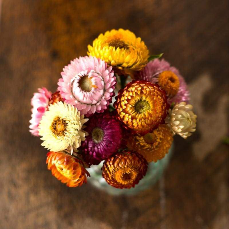 STRAWFLOWER DWARF Mixed Dried Flowers Cut Flowers 18″ Tall Non-GMO 500 Seeds!