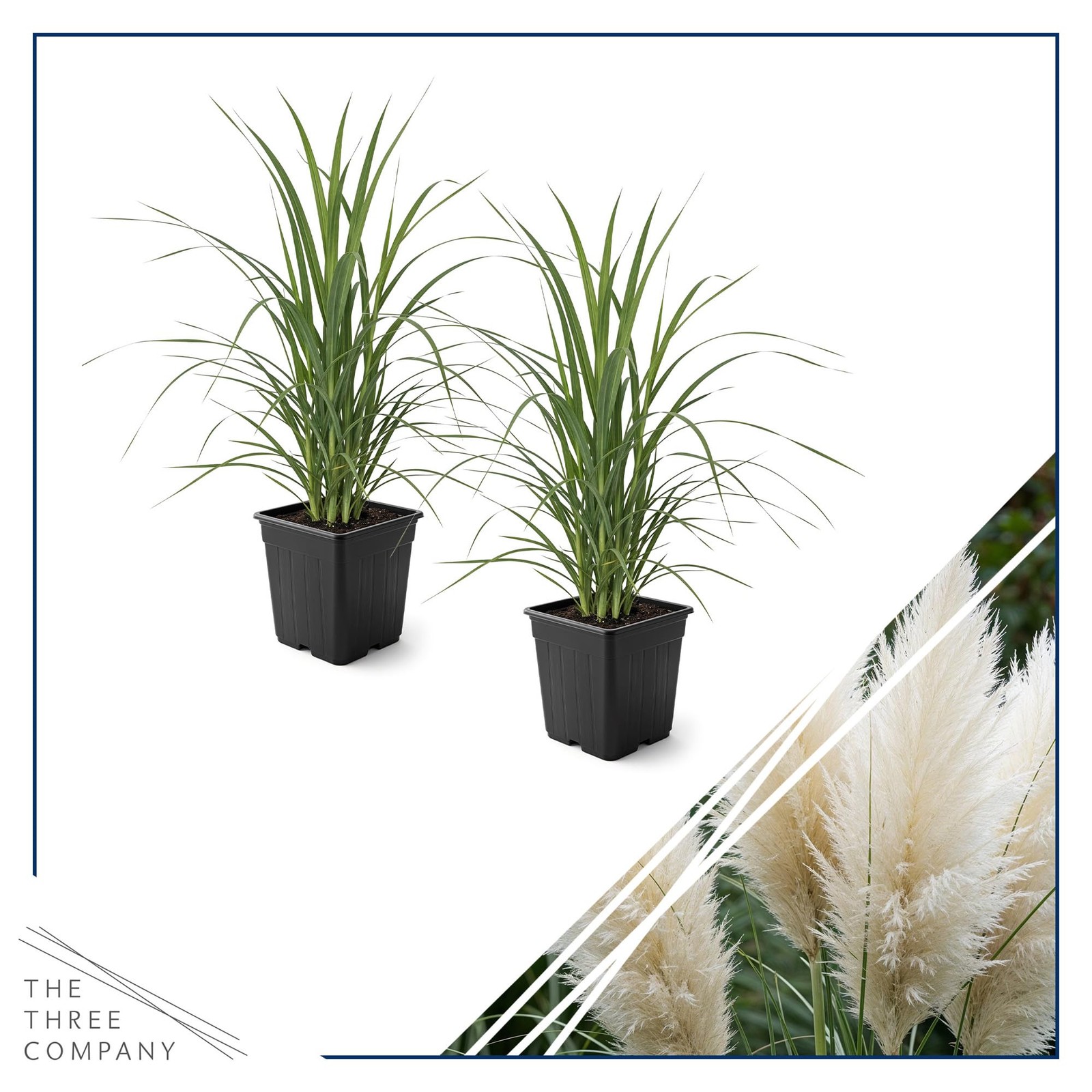 White Pampas Grass 2 Pack 10″ Tall Perennial Accent Plant in 1.5 Qt Pot