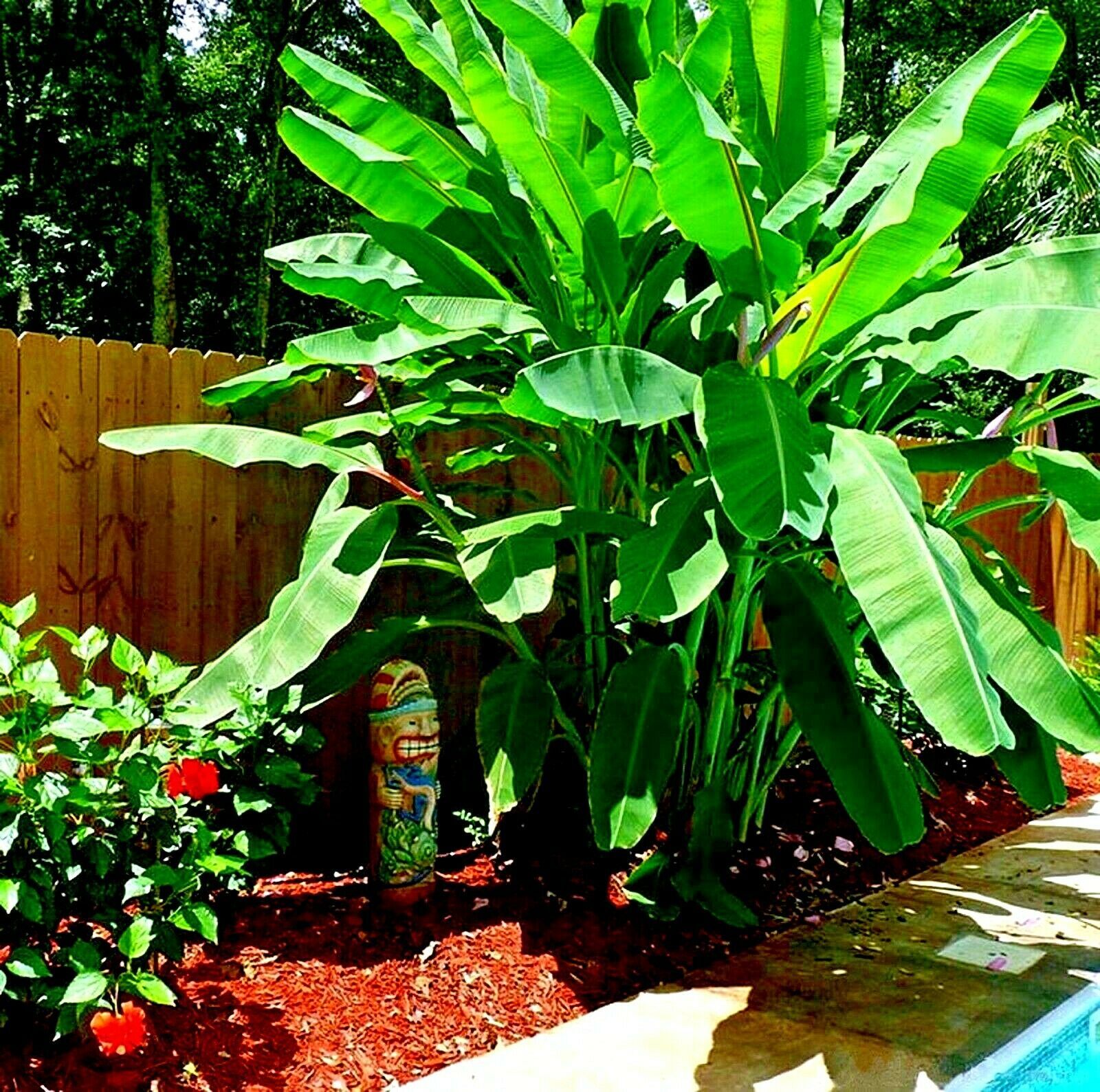 10 “DWARF” Cavendish BANANA Tree Seeds Musa acuminata Hardy Tropical Fruit Plant