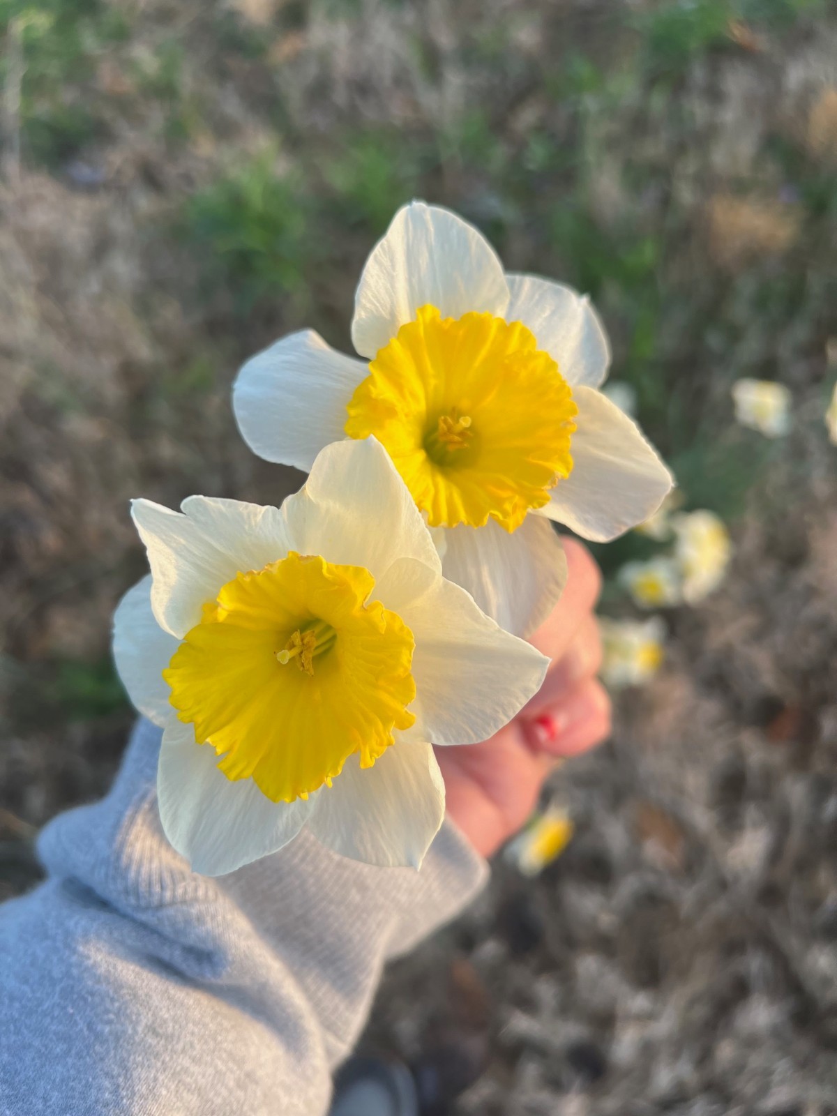 25 ICE FOLLIES’ DAFFODIL bulbs
