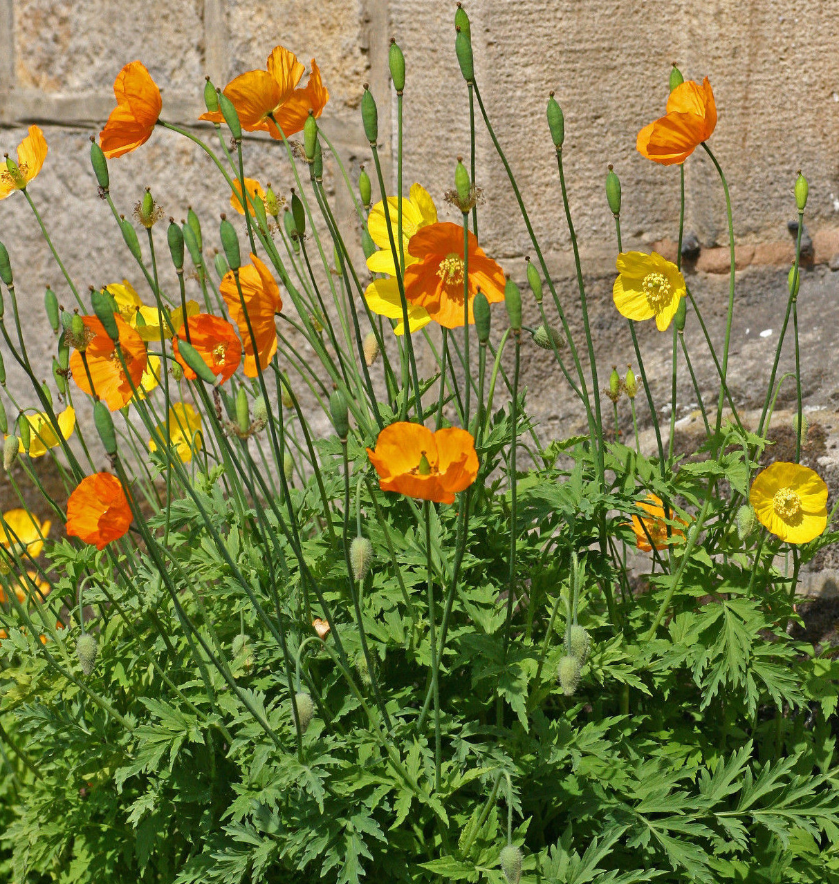 WELSH POPPY, 154+ SEEDS, ORANGE OR YELLOW FLOWERS BLOOMING IN SHADE, USA SELLER