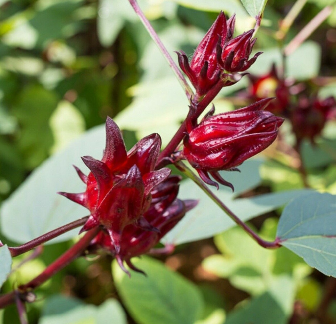 Roselle Seeds – Hibiscus sabdariffa – Red Jamaican Sorrel Florida Cranberry Herb