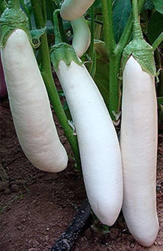 100++ Thai Long White Eggplant, Long Snowy White Eggplant Seeds