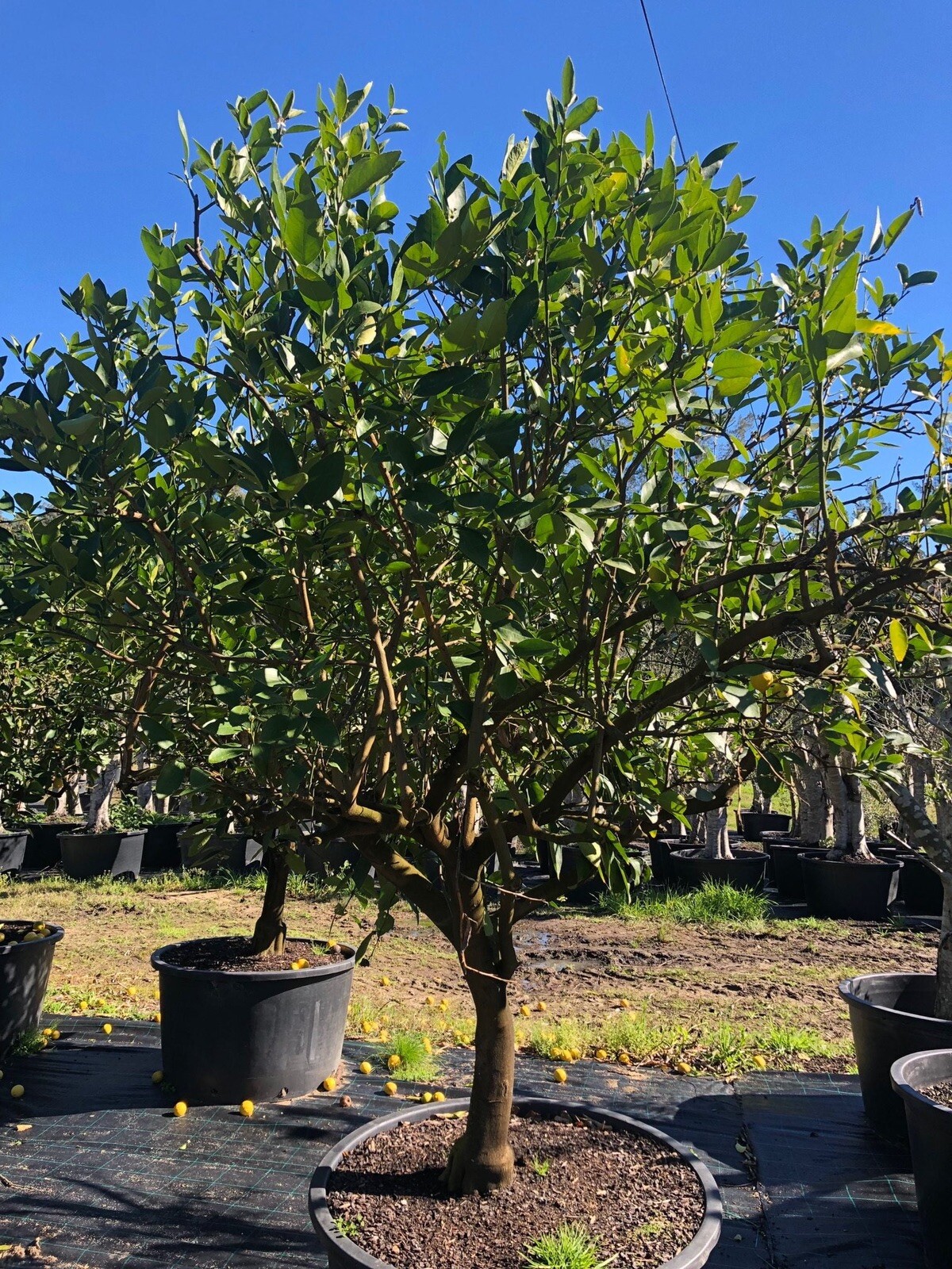 California only!! Persian Lime Tree, 18-36 inches tall, grafted