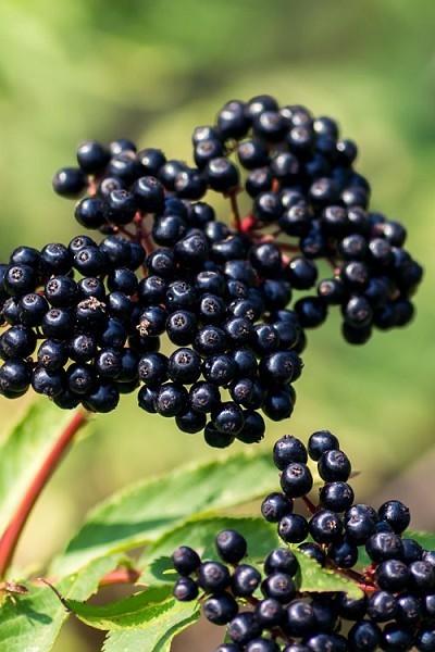 Elderberry Seeds (30) / Medicinal / Culinary / Tree / Sambucus canadensis