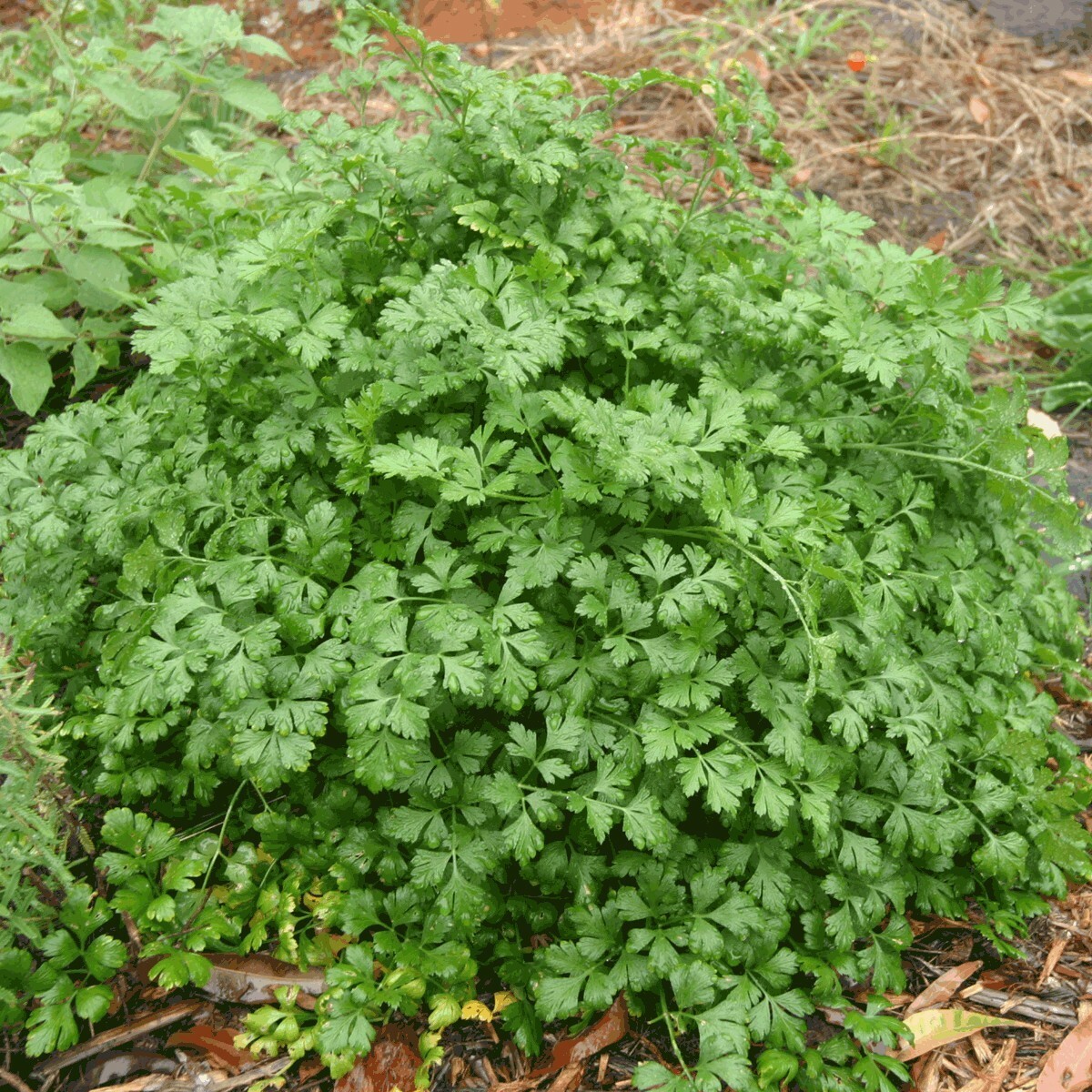 250+ PLAIN, SINGLE, FLAT LEAF PARSLEY SEEDS, NON-GMO, A Full Flavored Parsley