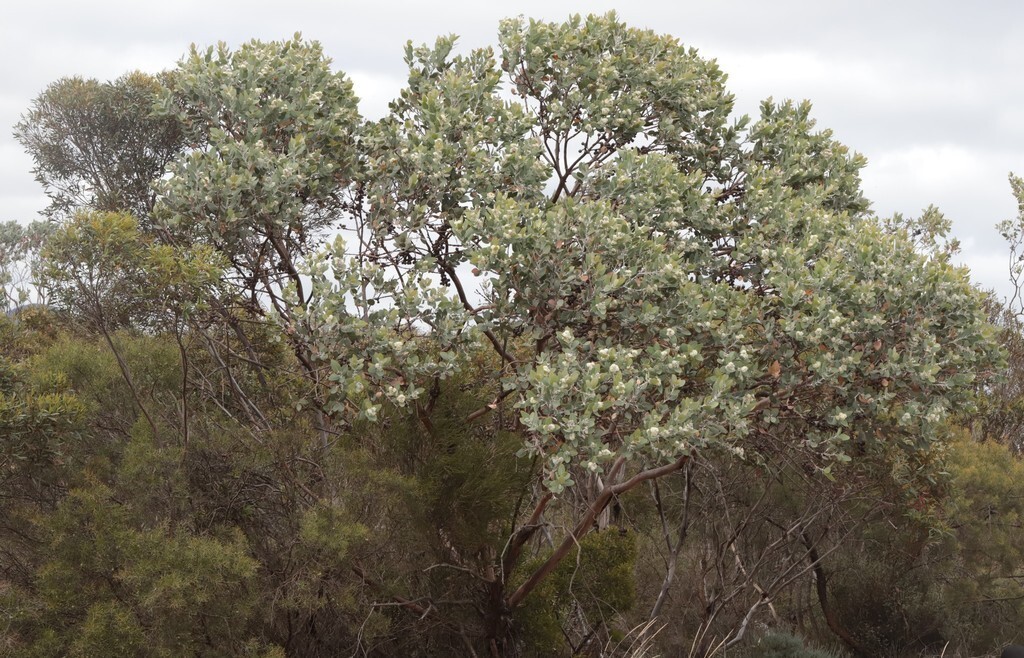 Eucalyptus pleurocarpa (tetragona) Seeds – ‘Tallerack’ – Silver Leaf
