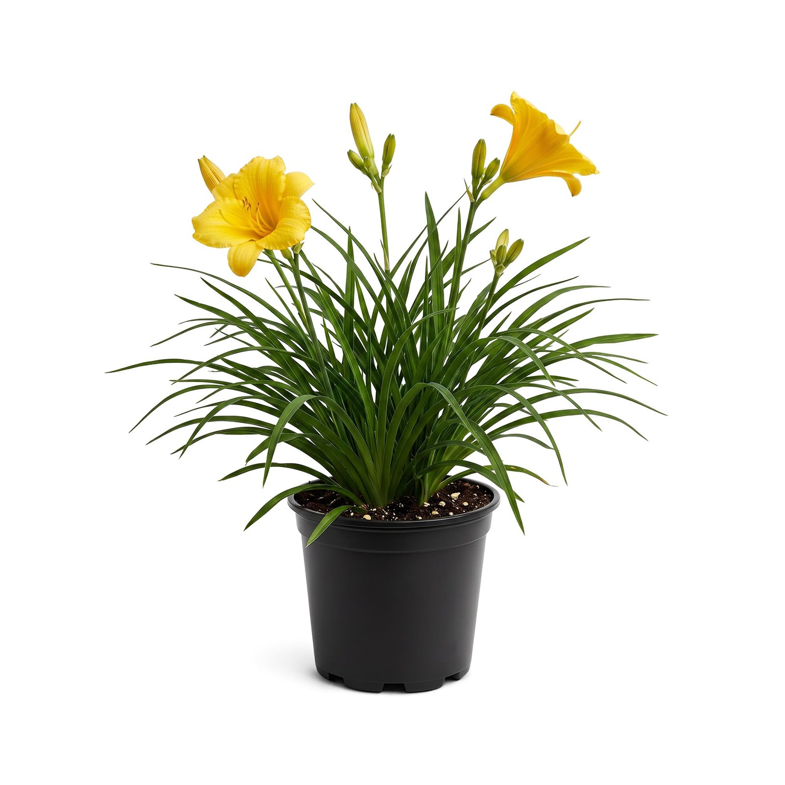 Day Lily – Yellow, Live Flowering Perennial, Beautiful Spring and Summer Bloo…