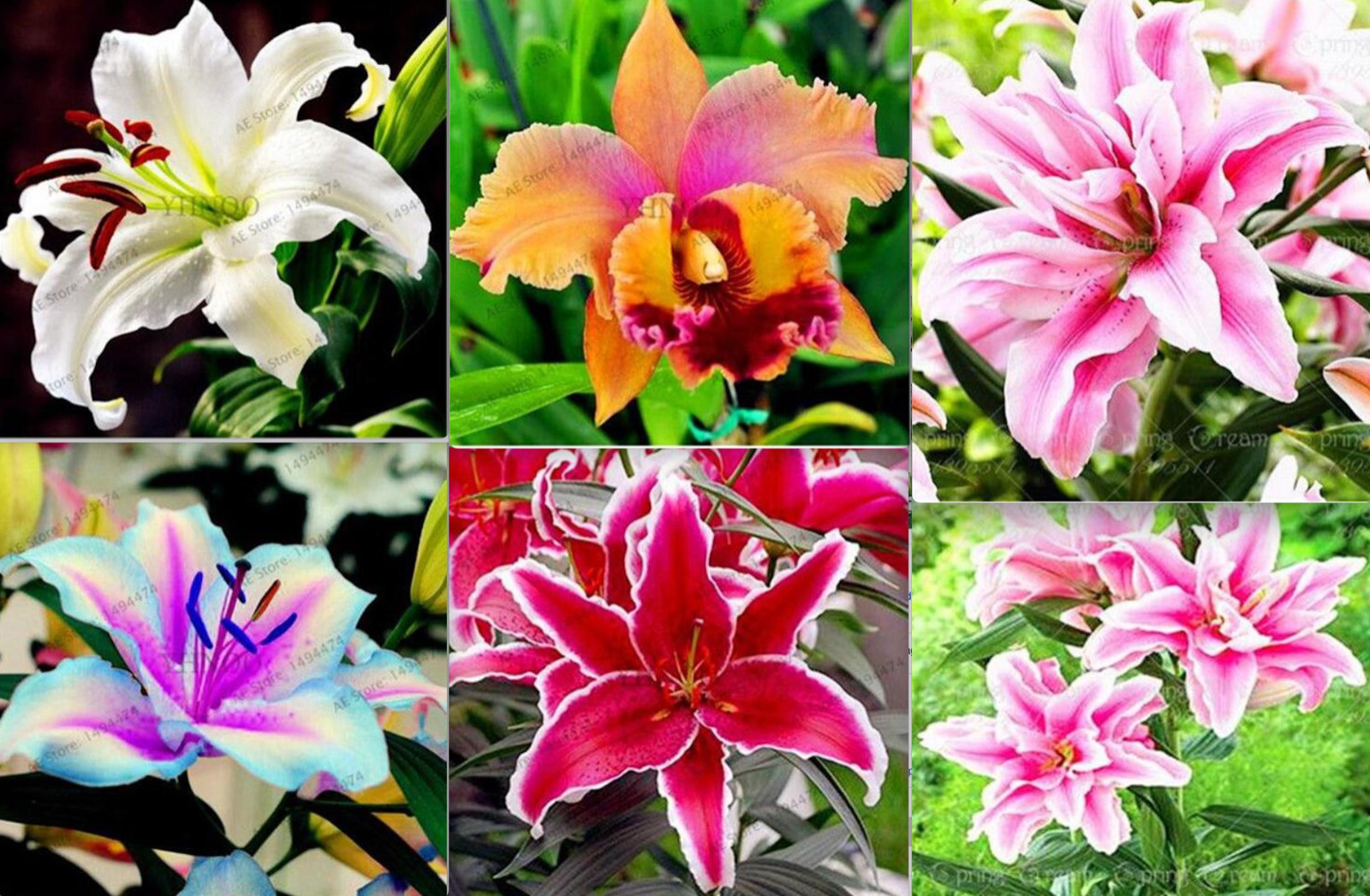 25pc LILY SEEDS Garden Plant Flower rare bloom exotic USA seller FREE shipping