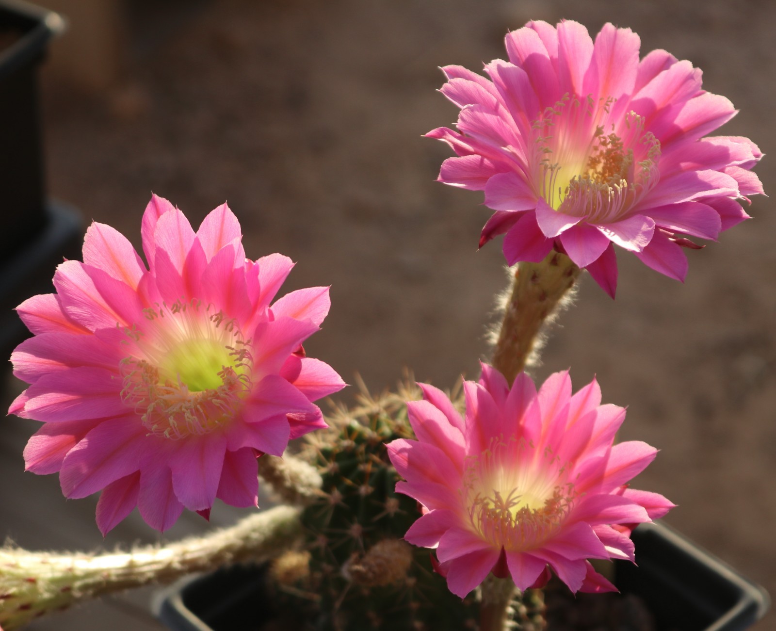 Echinopsis hybrid ‘Pink Truffle’