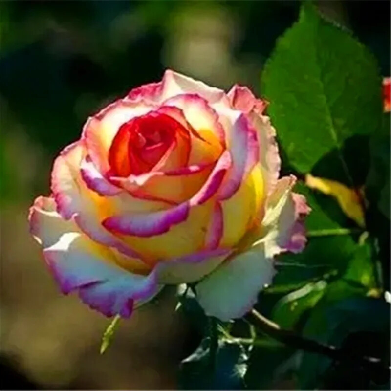 20 ROSE FLOWER SEEDS rare exotic plant garden for stratification/germination
