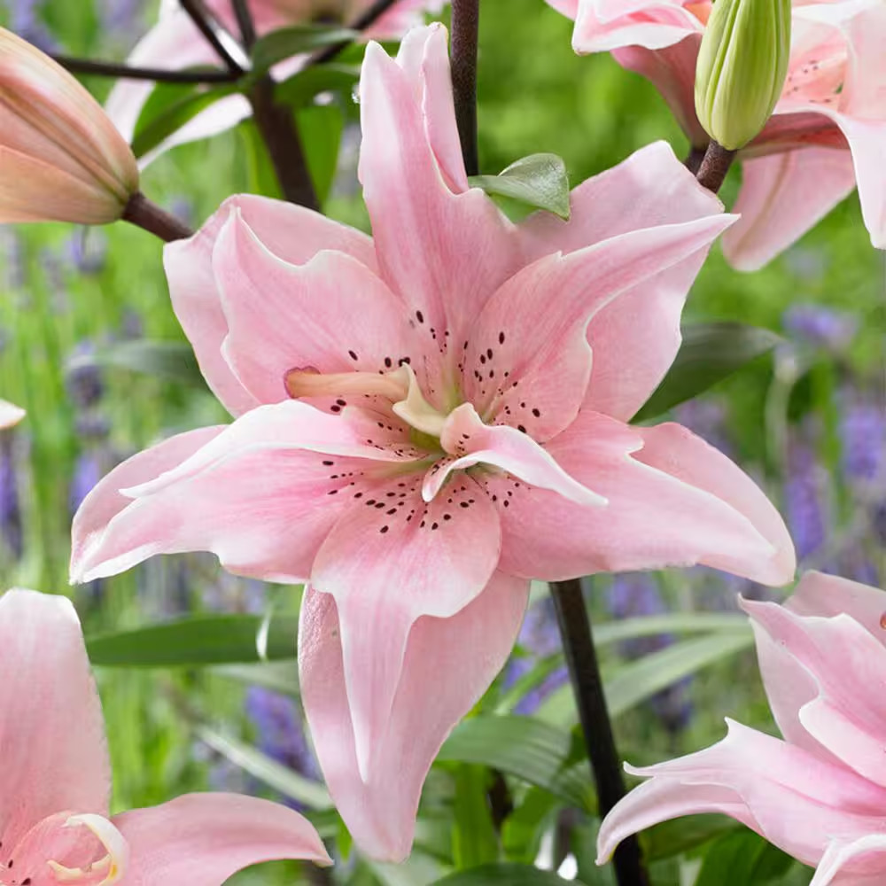 14 Cm/16 Cm, Double Elodie Asiatic Lily Flower Bulbs (Bag of 10)