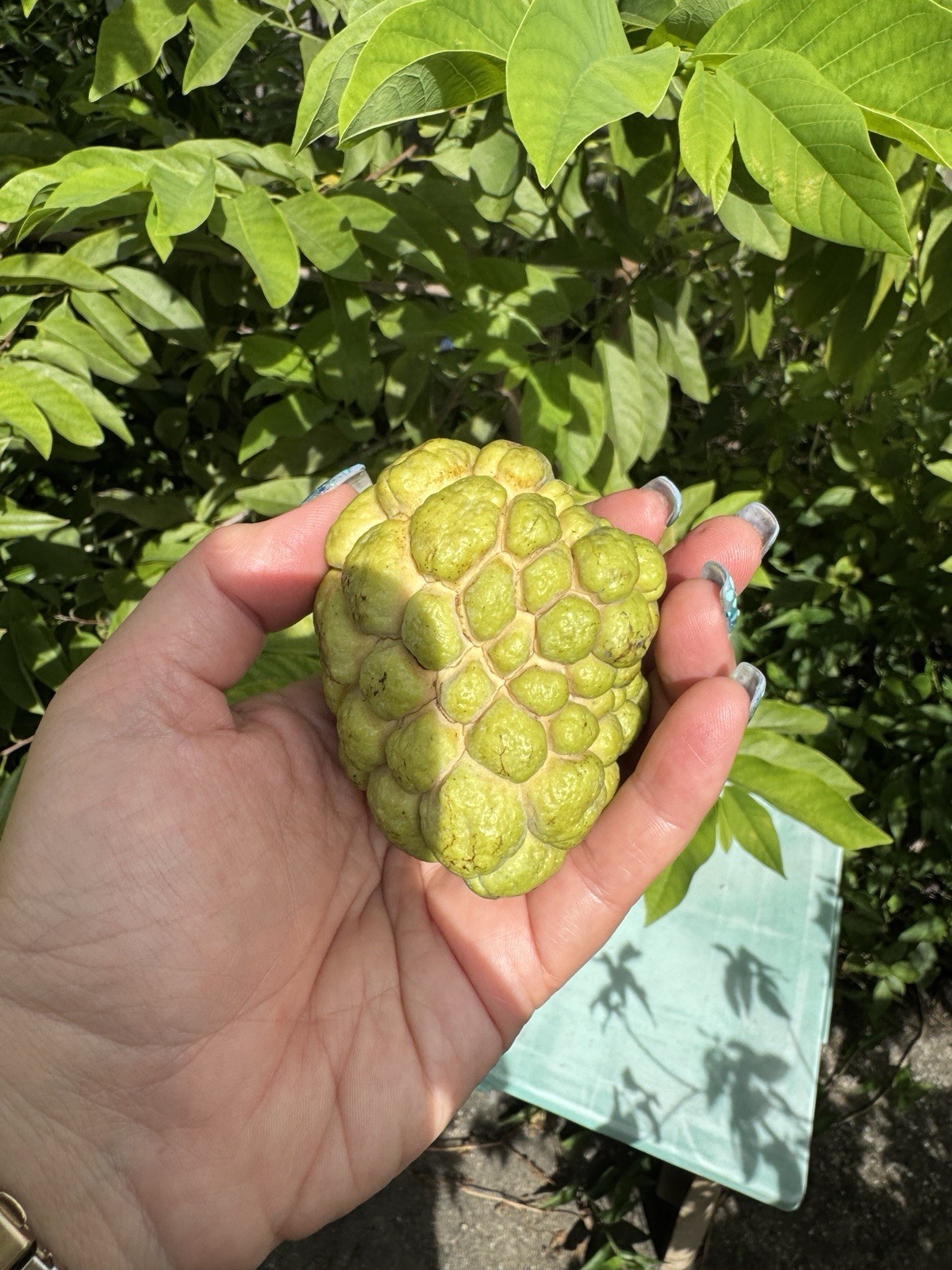 15 Sugar Apple Seeds Organic Sweet Delicious Sweet Fruit.