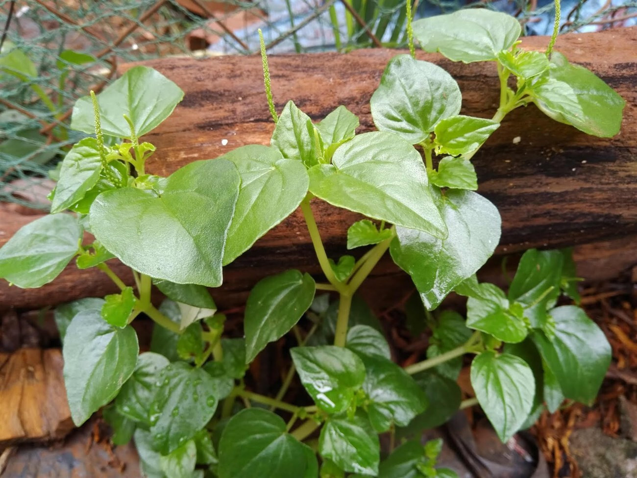 1000+ Crab Claw seeds,Hạt Giống rau càng cua ,peperomia pellucida