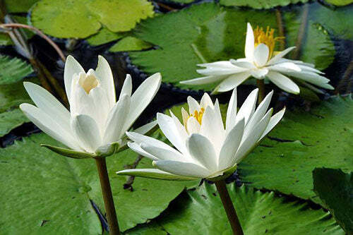 Nymphaea pubescens Willd | White Flower | Hairy Water Lily | 25 Seeds