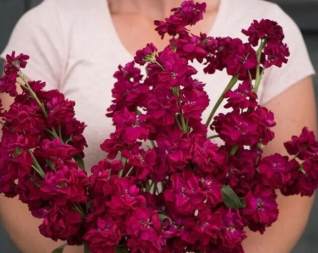Stock Variety: Cherry Blossom, Lavender Blue, Yellow, Apricot, Purple, Ruby