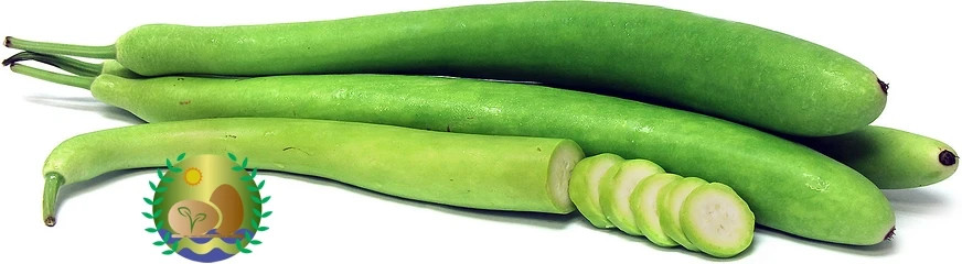 Cucuzza Squash aka Cucuzzi Gourd Seeds | NON-GMO | Heirloom | FREE SHIPPING