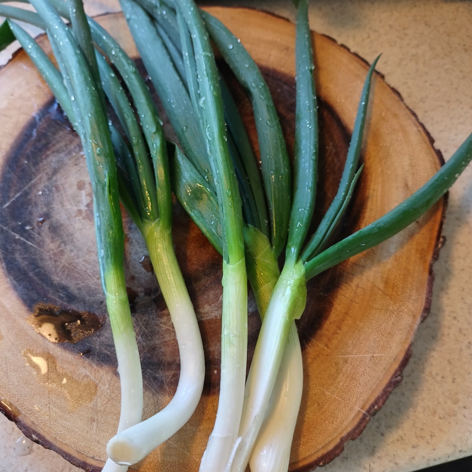 5 Egyptian Onion (Walking onion) Live bare root bulbs, Winter hardy perennial