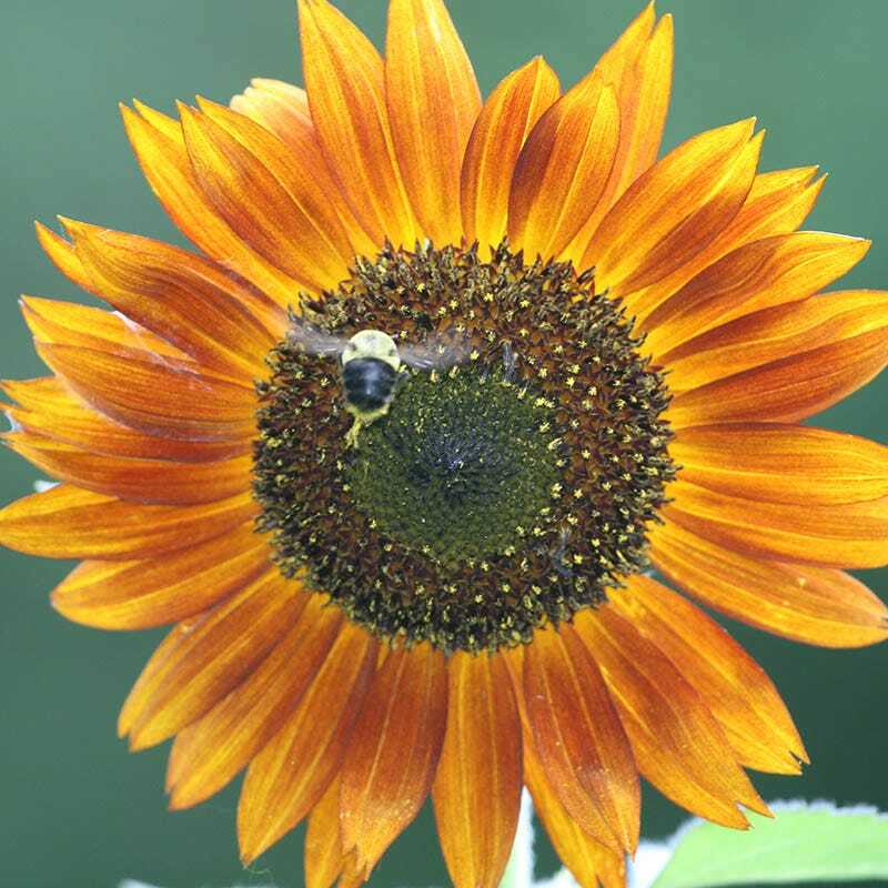 Sunflower AUTUMN BEAUTY MIX Branching Multiple Flowers Non-GMO 100 Seeds