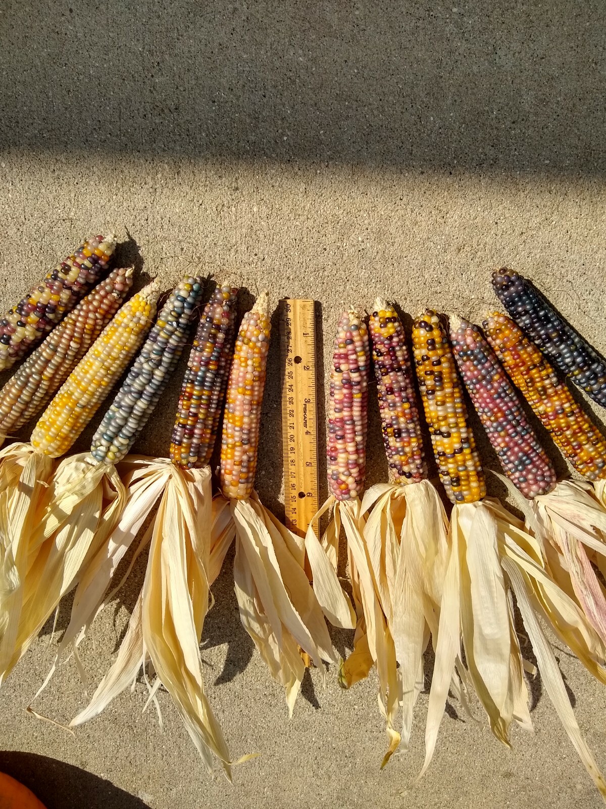 Glass Gem Corn, 5″ to 6″ Length, 12 and 24 Count, FREE SHIPPING