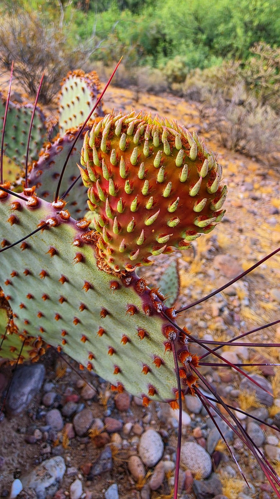 2 Opuntia rufida Cactus: Blind Prickly Pear, Sunset Red-Brown Glochids 3-5″ pad