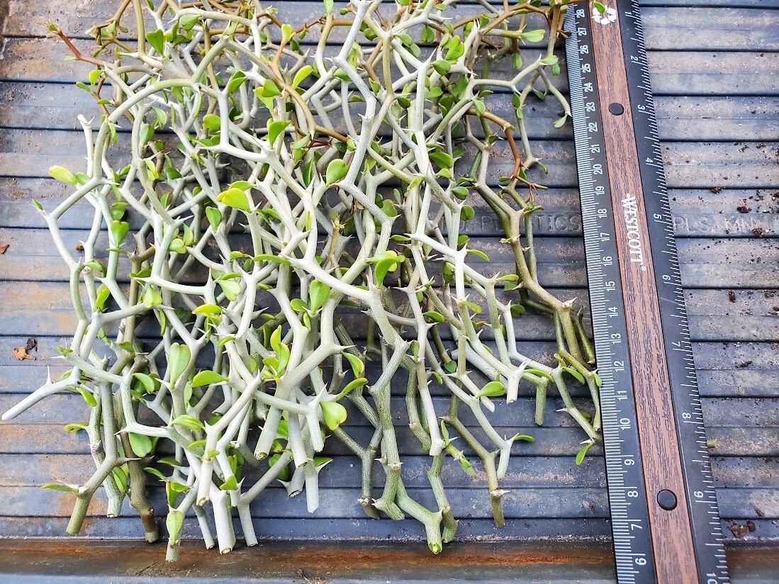 Decarya madagascariensis – Zig Zag Plant – Madagascar – 1 NON-ROOTED CUTTING