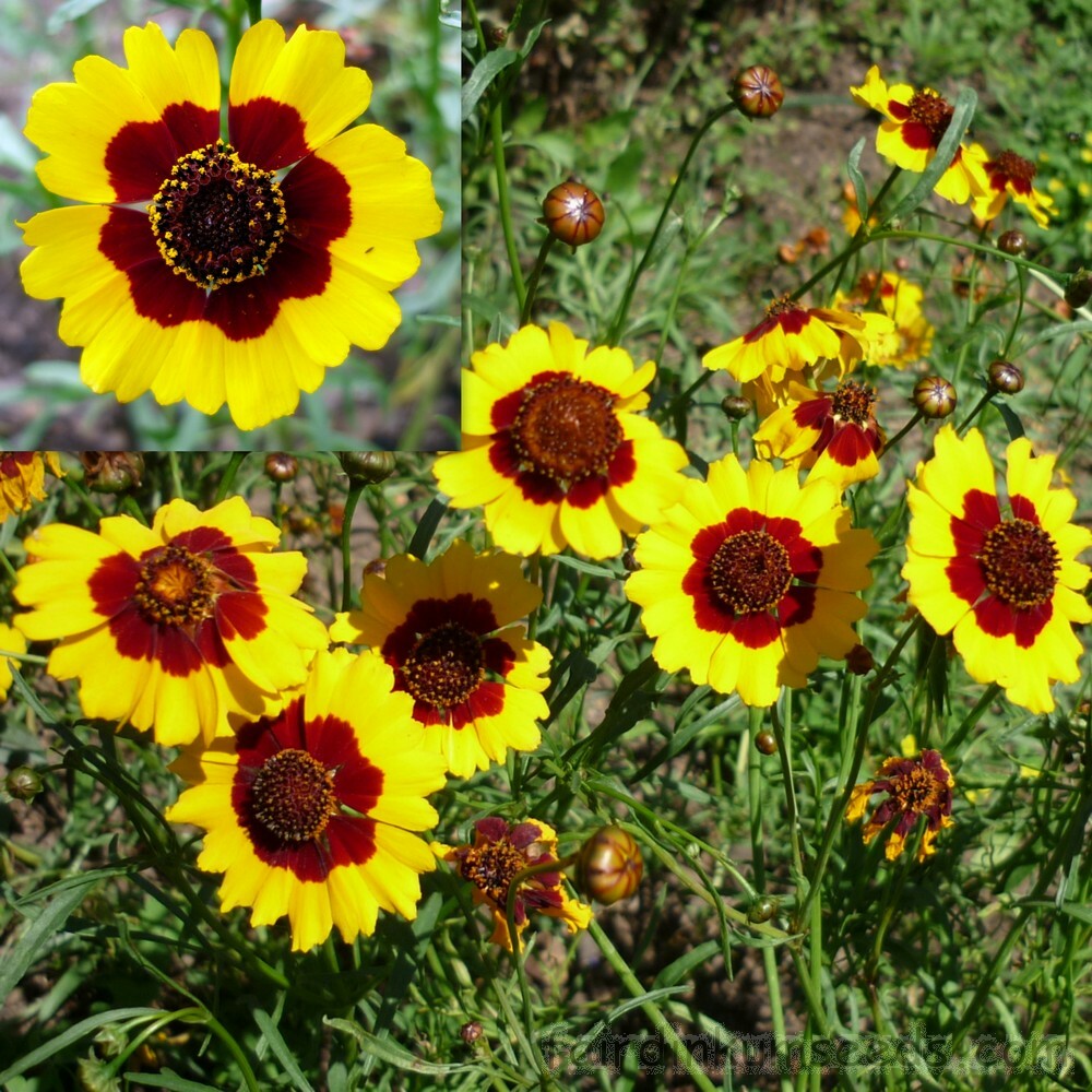 Coreopsis Seeds 300+ Dwarf Plains USA SELLER FREE SHIPPING ANNUAL DEER RESISTANT