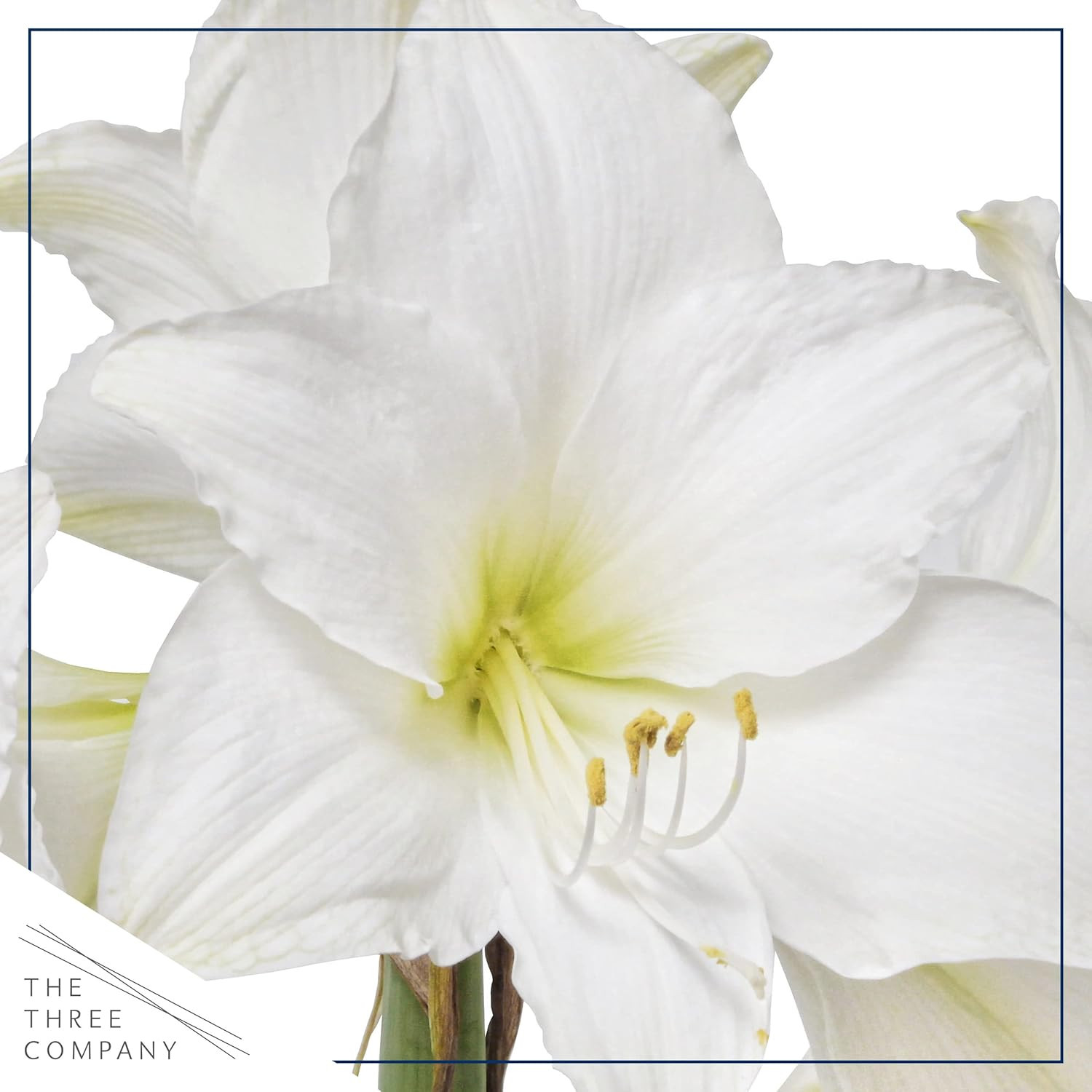 Waxed Amaryllis Bulb – Purple Wax, White Blooms – Easy Care – No Watering Needed