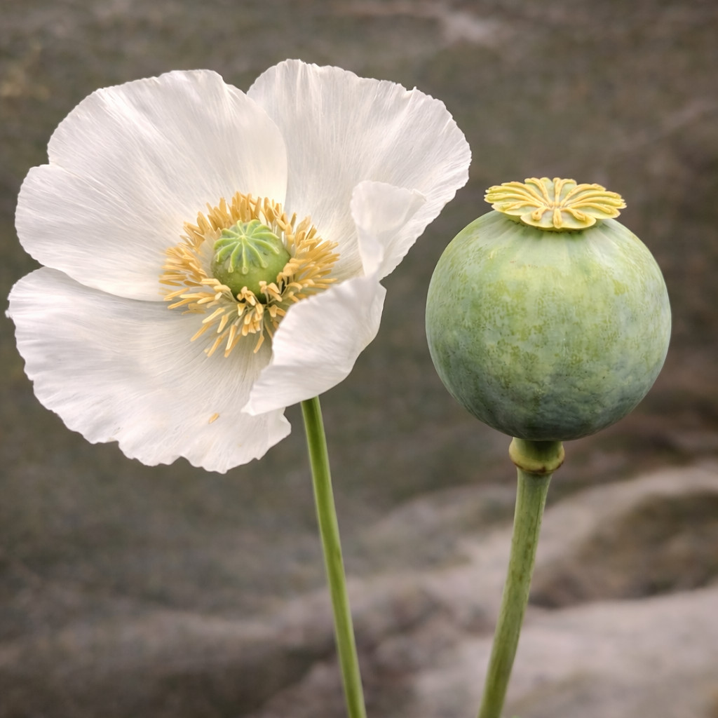 1,000 Rare Turkish White Poppy Seeds – P. Somniferum – Giant Sold White Blooms